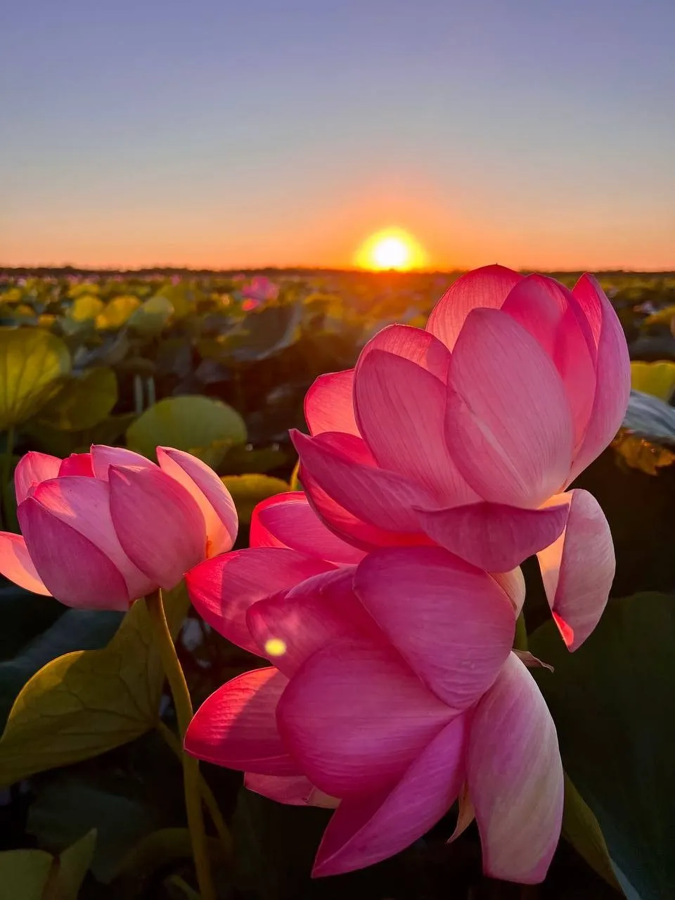 kamal ka paryayvachi shabd